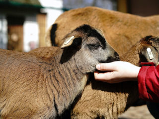 Best Summer Camps In NYC Petting Zoo